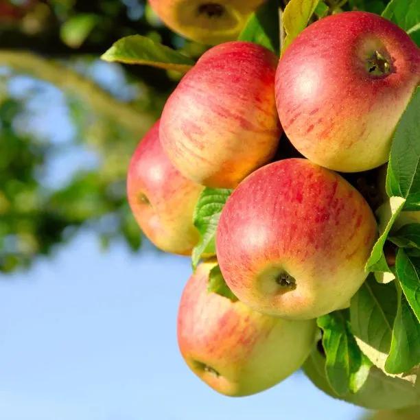 Apple tree Charles Ross (Malus Domestica) 1